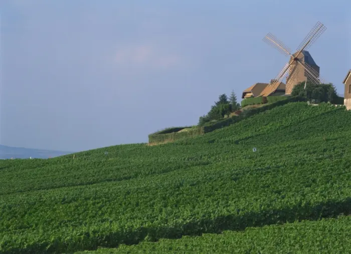 Framed Print : A windmill above a slope of Champagne vineyards at Versenay in Champagne-Ardennes Framed Print : A windmill above a slope of Champagne vineyards at Versenay in Champagne-Ardennes
