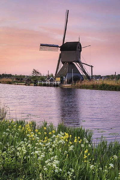 Windmill at sunrise, Kinderdijk, UNESCO World Heritage Site, South Holland, Netherlands