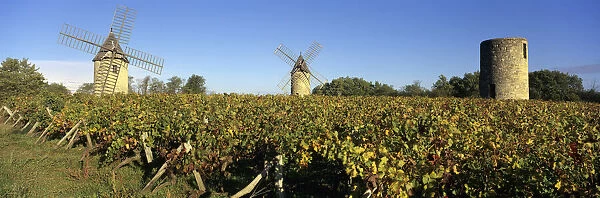 Windmills of Calon set in autumnal vineyard below a blue sky, Montagne
