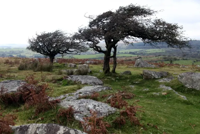 Framed Print : Two windswept trees, near Hexworthy, Dartmoor, Devon, England, United Kingdom, Europe Framed Print : Two windswept trees, near Hexworthy, Dartmoor, Devon, England, United Kingdom, Europe