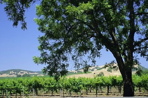 Wine country in the Napa Valley