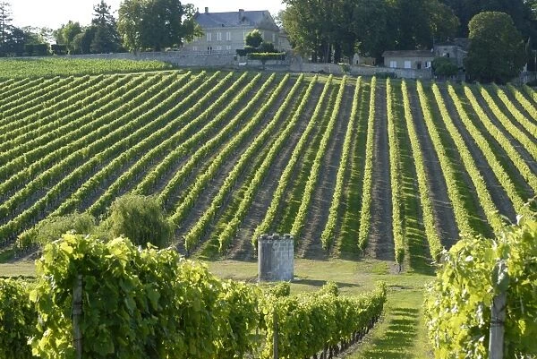 Wine estate, Charente, France, Europe