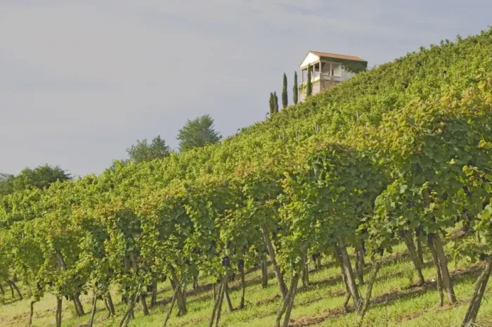 Framed Print : Wine tasting pavilion and vineyard Framed Print : Wine tasting pavilion and vineyard