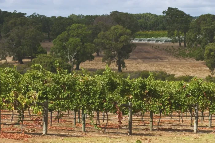 Framed Print : Winery vineyard in the famous wine growing region of Margaret River, Augusta-Margaret Shire Framed Print : Winery vineyard in the famous wine growing region of Margaret River, Augusta-Margaret Shire