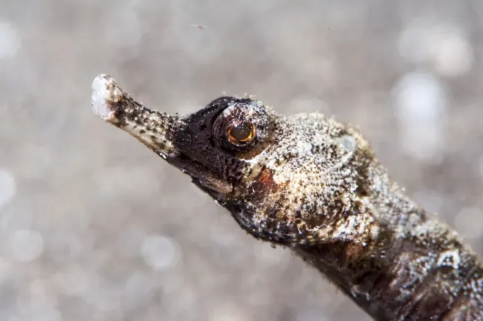 Framed Print : Winged pipefish (Halicmapus macrorhynchus), Sulawesi, Indonesia, Southeast Asia, Asia Framed Print : Winged pipefish (Halicmapus macrorhynchus), Sulawesi, Indonesia, Southeast Asia, Asia