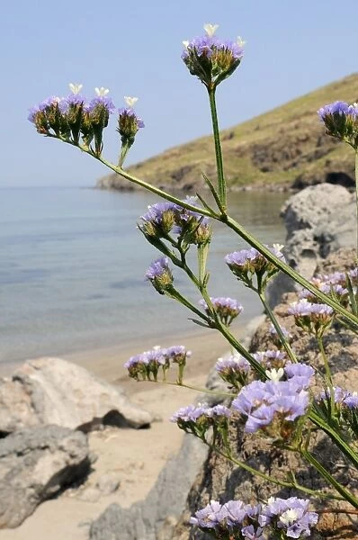 Winged Sea lavender (wavyleaved sea lavender) (Limonium sinuatum) flowering on rocky shore, Lesbos (Lesvos), Greek Islands, Greece, Europe