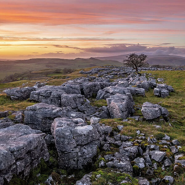 Winskill Stones Nature Reserve and hawthorn at sunset, Yorkshire Dales, Yorkshire, England, United Kingdom, Europe