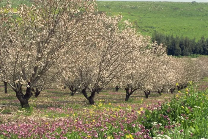 Framed Print : Winter flowers and almond trees in blossom in Lower Galilee, Israel, Middle East Framed Print : Winter flowers and almond trees in blossom in Lower Galilee, Israel, Middle East