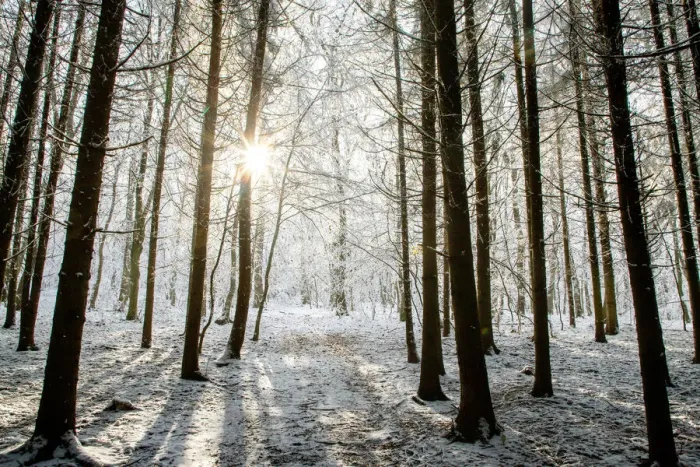Framed Print : Winter forest in Chinteni, Transylvania, Romania, Europe Framed Print : Winter forest in Chinteni, Transylvania, Romania, Europe