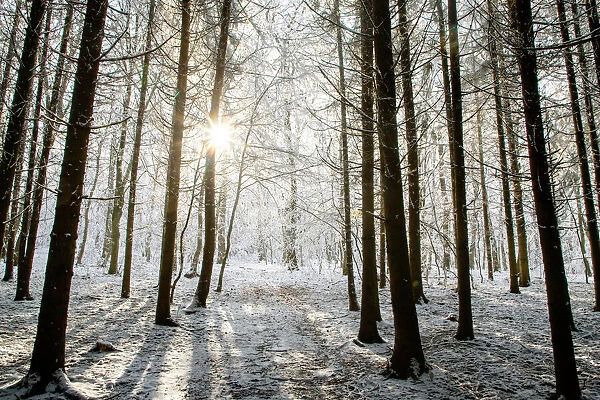 Winter forest in Chinteni, Transylvania, Romania, Europe