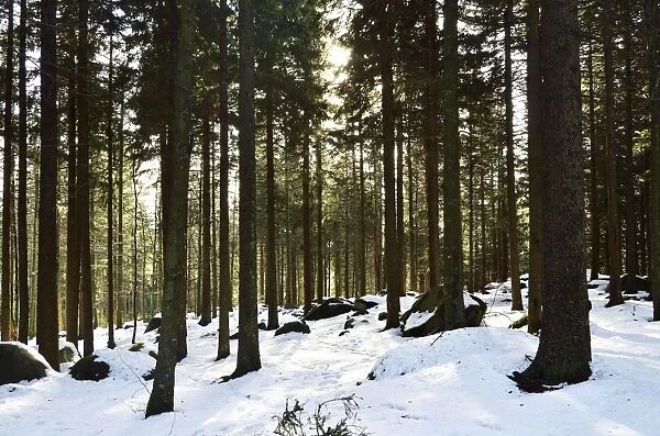 Winter landscape, Brend, Furtwangen, Black Forest, Baden-Wurttemberg, Germany, Europe