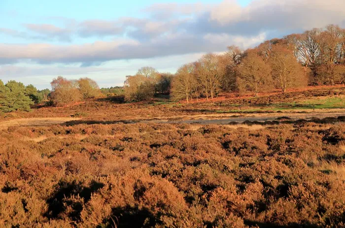 Framed Print : Winter landscape of deciduous trees and heather plants on heathland, Sutton Heath, Suffolk, England, United Kingdom, Europe Framed Print : Winter landscape of deciduous trees and heather plants on heathland, Sutton Heath, Suffolk, England, United Kingdom, Europe