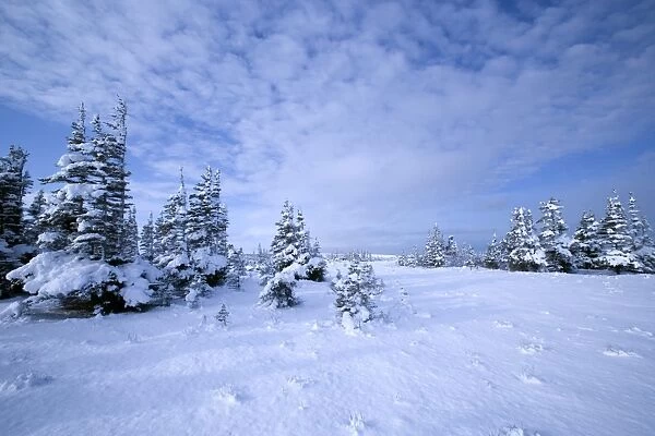 Winter landscape, Hudson Bay, Manitoba, Canada, North America