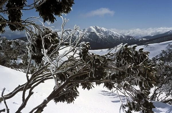 Winter landscape of mountains seen through snow-covered tree branches, Mount Feathertop from Mount Hotham, High Country, Victoria
