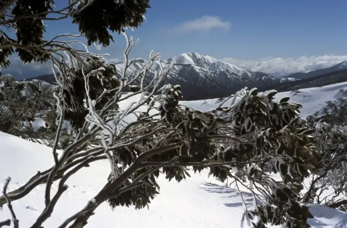 Framed Print : Winter landscape of mountains seen through snow-covered tree branches, Mount Feathertop from Mount Hotham, High Country, Victoria Framed Print : Winter landscape of mountains seen through snow-covered tree branches, Mount Feathertop from Mount Hotham, High Country, Victoria