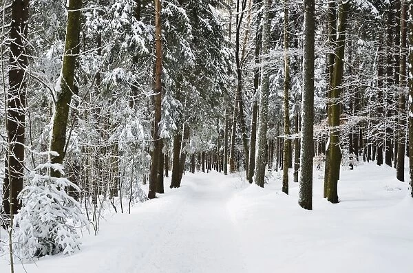 Winter landscape, near Koenigsfeld, Black Forest, Baden-Wutttemberg, Germany, Europe
