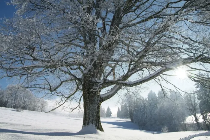 Framed Print : Winter landscape at Thurner, Black Forest, Baden-Wurttemberg, Germany, Europe Framed Print : Winter landscape at Thurner, Black Forest, Baden-Wurttemberg, Germany, Europe