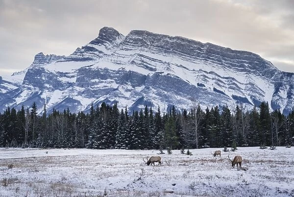 Winter landscape with wild elk in the Banff National Park, UNESCO World Heritage Site