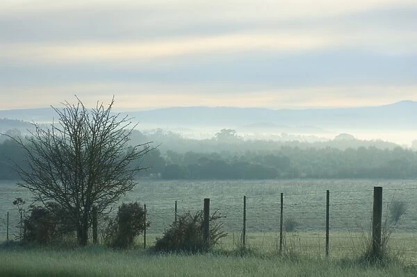 Winter morning, Yarra Valley, Victoria, Australia, Pacific