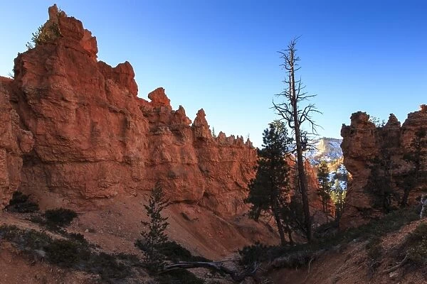 Winter on the Queens Garden Trail, Bryce Canyon National Park, Utah, United States of America, North America