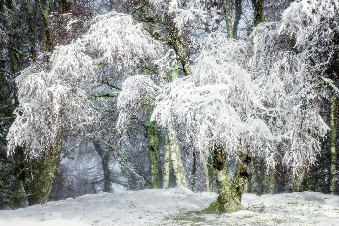 Framed Print : Winter snow in the Cairngorms forest, Scotland, United Kingdom, Europe Framed Print : Winter snow in the Cairngorms forest, Scotland, United Kingdom, Europe
