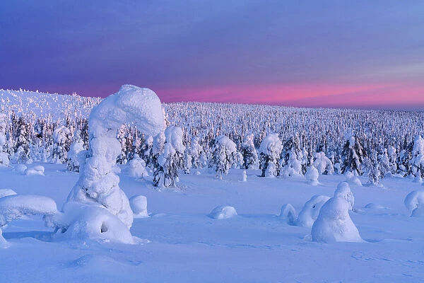 Winter sunrise over frozen spruce tree forest covered with snow, Riisitunturi National Park, Lapland, Finland, Europe