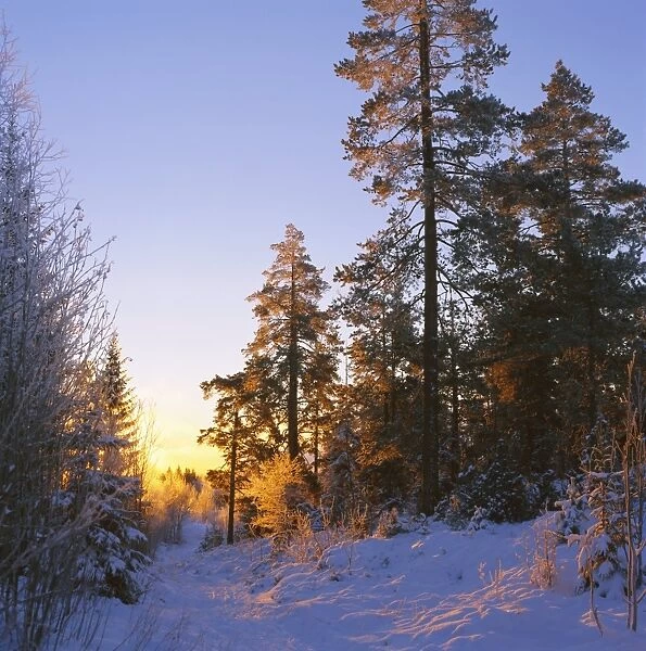 Winter sunset in the forest near Oslo