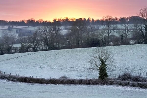 Winter trees and fields in dawn frost, Stow-on-the-Wold, Gloucestershire, Cotswolds, England, United Kingdom, Europe