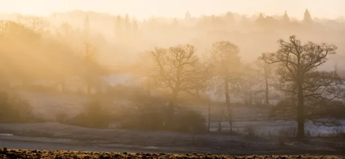 Framed Print : Winter trees in misty panorama, Surrey, England, United Kingdom, Europe Framed Print : Winter trees in misty panorama, Surrey, England, United Kingdom, Europe