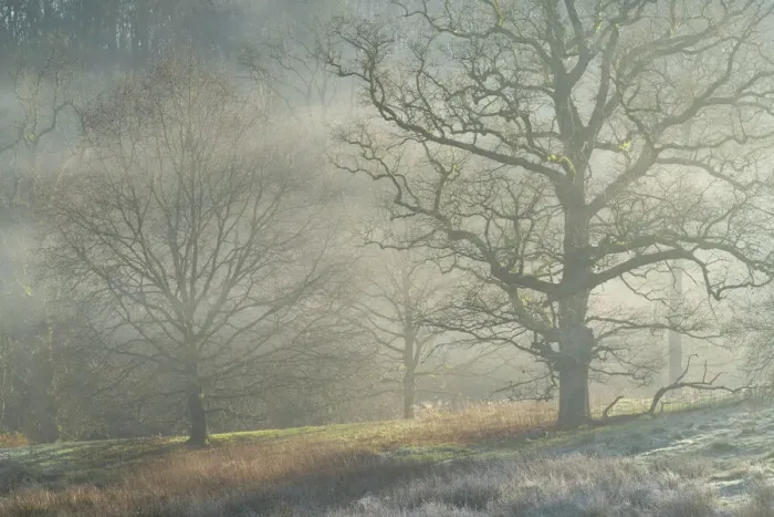 Framed Print : Winter trees in morning mist, Stourhead, Wiltshire, England, United Kingdom, Europe Framed Print : Winter trees in morning mist, Stourhead, Wiltshire, England, United Kingdom, Europe