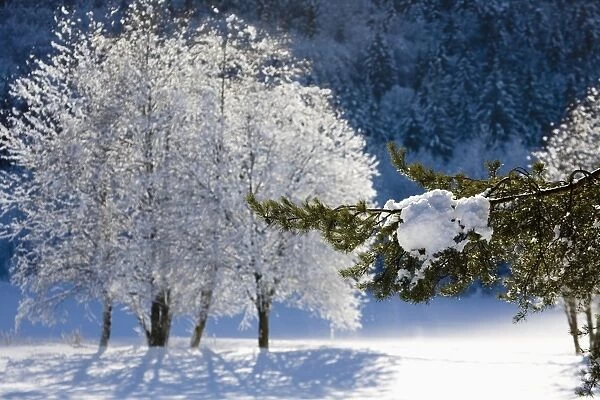 Winter, Val Vigezzo (Vigezzo Valley), Piedmont Region, The Alps, Italy, Europe