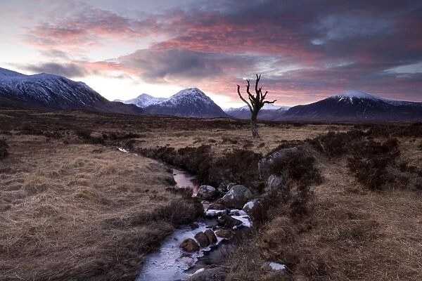 Winter view of Rannoch Moor at sunset with dead tree, frozen stream and snow-covered mountains in the distance, near Fort William, Highland, Scotland, United
