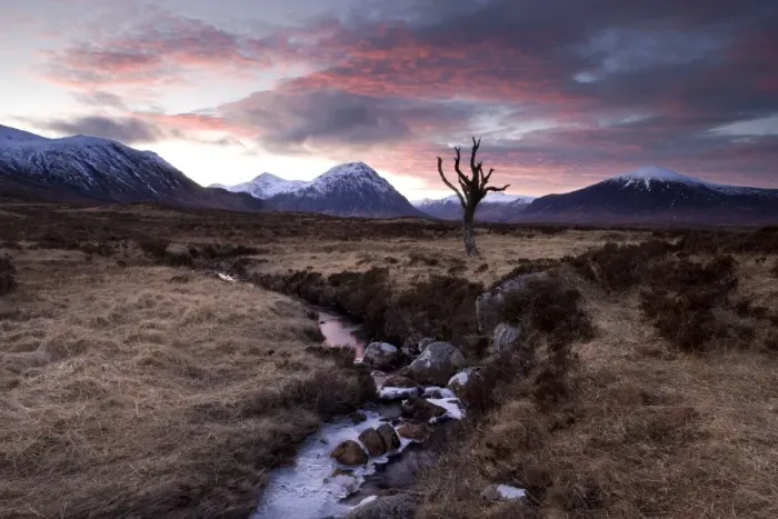 Framed Print : Winter view of Rannoch Moor at sunset with dead tree, frozen stream and snow-covered mountains in the distance, near Fort William, Highland, Scotland, United Framed Print : Winter view of Rannoch Moor at sunset with dead tree, frozen stream and snow-covered mountains in the distance, near Fort William, Highland, Scotland, United
