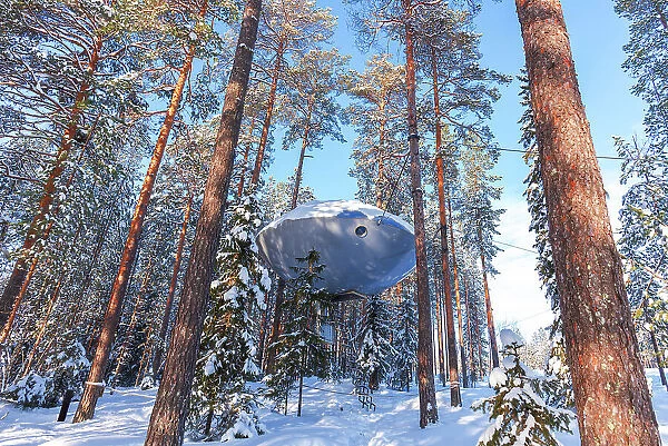 Winter view of UFO shaped room suspended among snow covered tall trees, Tree hotel, Harads, Lapland, Sweden, Scandinavia, Europe