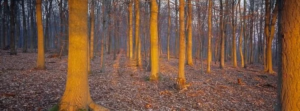 Winter woodland, England, UK, Europe