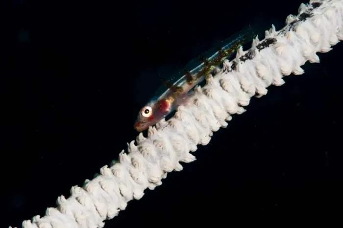 Framed Print : Wire coral goby (Bryaninops yongei), Sulawesi, Indonesia, Southeast Asia, Asia
