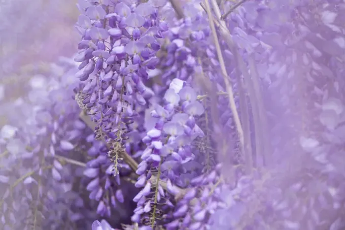Framed Print : Wisteria blossom, Emilia Romagna, Italy, Europe Framed Print : Wisteria blossom, Emilia Romagna, Italy, Europe