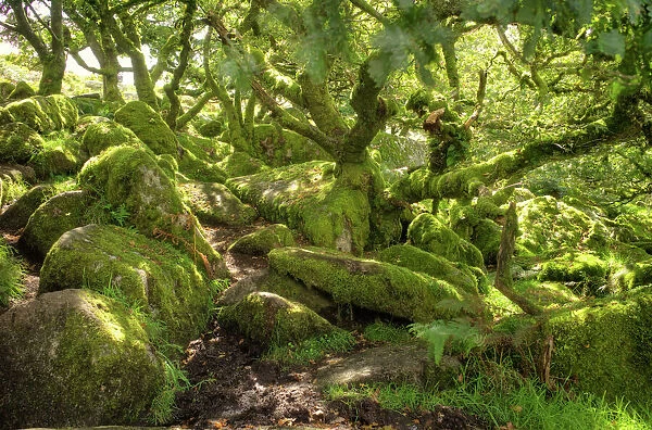 Wistmans Wood, ancient oak woodland, Dartmoor, Devon, England, United Kingdom, Europe