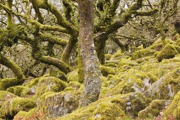 Wistmans Wood in Dartmoor National Park, Devon, England, United Kingdom, Europe
