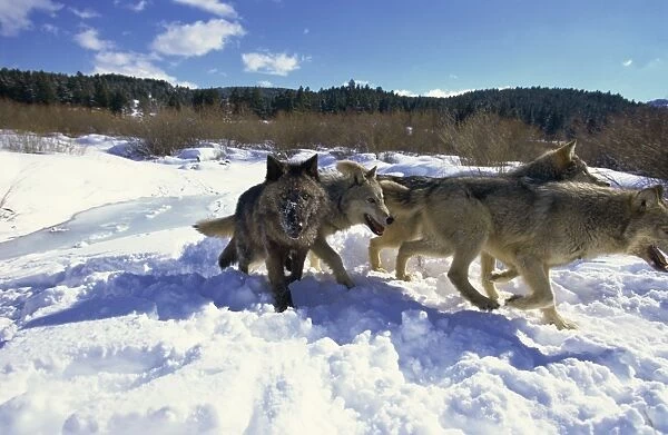 Wolves (canis lupis), Animals of Montana, Montana, United States of America