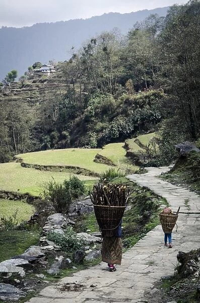 A woman and daughter carry firewood in dolkas back home to Ghandruk, Nepal, Asia