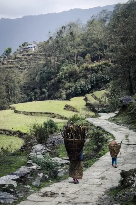 Framed Print : A woman and daughter carry firewood in dolkas back home to Ghandruk, Nepal, Asia Framed Print : A woman and daughter carry firewood in dolkas back home to Ghandruk, Nepal, Asia