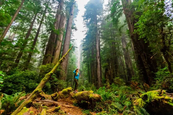 Framed Print : Woman exploring Mount Shasta Forest, California, United States of America, North America Framed Print : Woman exploring Mount Shasta Forest, California, United States of America, North America