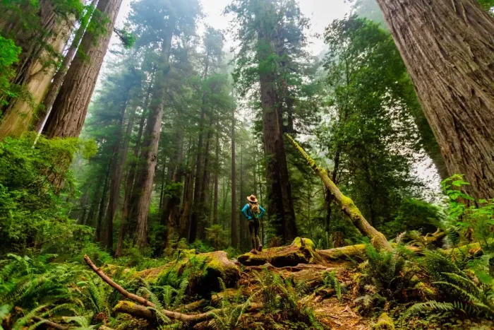 Framed Print : Woman exploring Mount Shasta Forest, California, United States of America, North America Framed Print : Woman exploring Mount Shasta Forest, California, United States of America, North America
