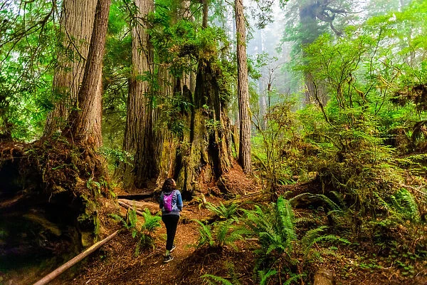 Woman exploring Mount Shasta Forest, California, United States of America, North America
