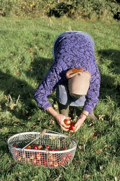 Woman gathering apples, Auge region, Normandy, France, Europe