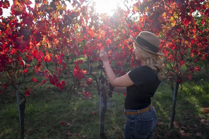 Framed Print : Woman with a hat in a red vineyard in autumn, Castelvetro di Modena, Emilia Romagna, Italy, Europe Framed Print : Woman with a hat in a red vineyard in autumn, Castelvetro di Modena, Emilia Romagna, Italy, Europe