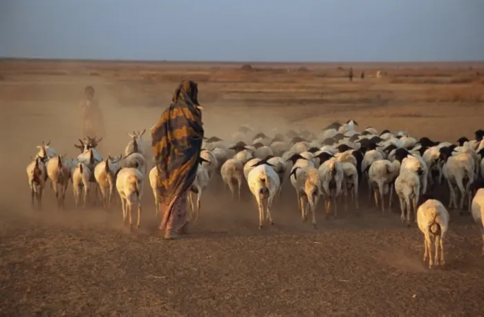 Framed Print : Woman herding sheep at sundown, Hartisheik, Ethiopia, Africa Framed Print : Woman herding sheep at sundown, Hartisheik, Ethiopia, Africa