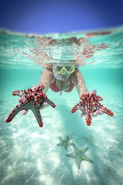 Woman holding two red starfish snorkeling in the turquoise sea in summer, Zanzibar, Tanzania, East Africa, Africa