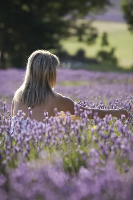 Framed Print : Woman in a lavender field, Provence, France, Europe Framed Print : Woman in a lavender field, Provence, France, Europe